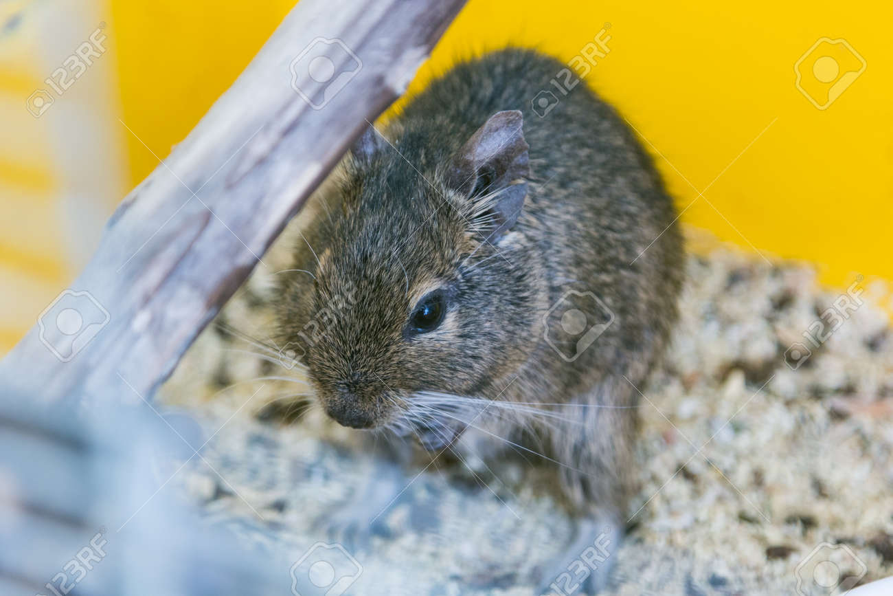 Lustige Haus Degu Eichhornchen In Seinem Haus Konzept Von