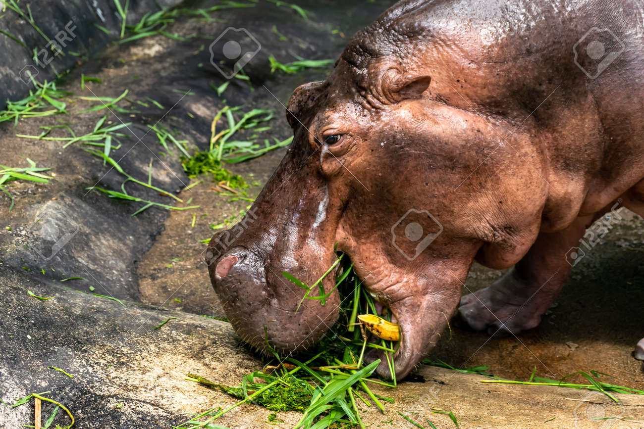 the background with copy space of hippopotamus in the farm zoo space farm zoo