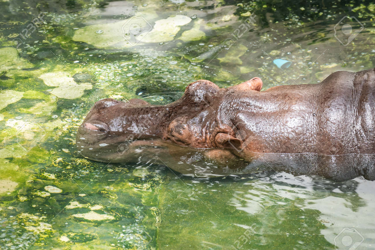 the background with copy space of hippopotamus in the farm zoo space farm zoo