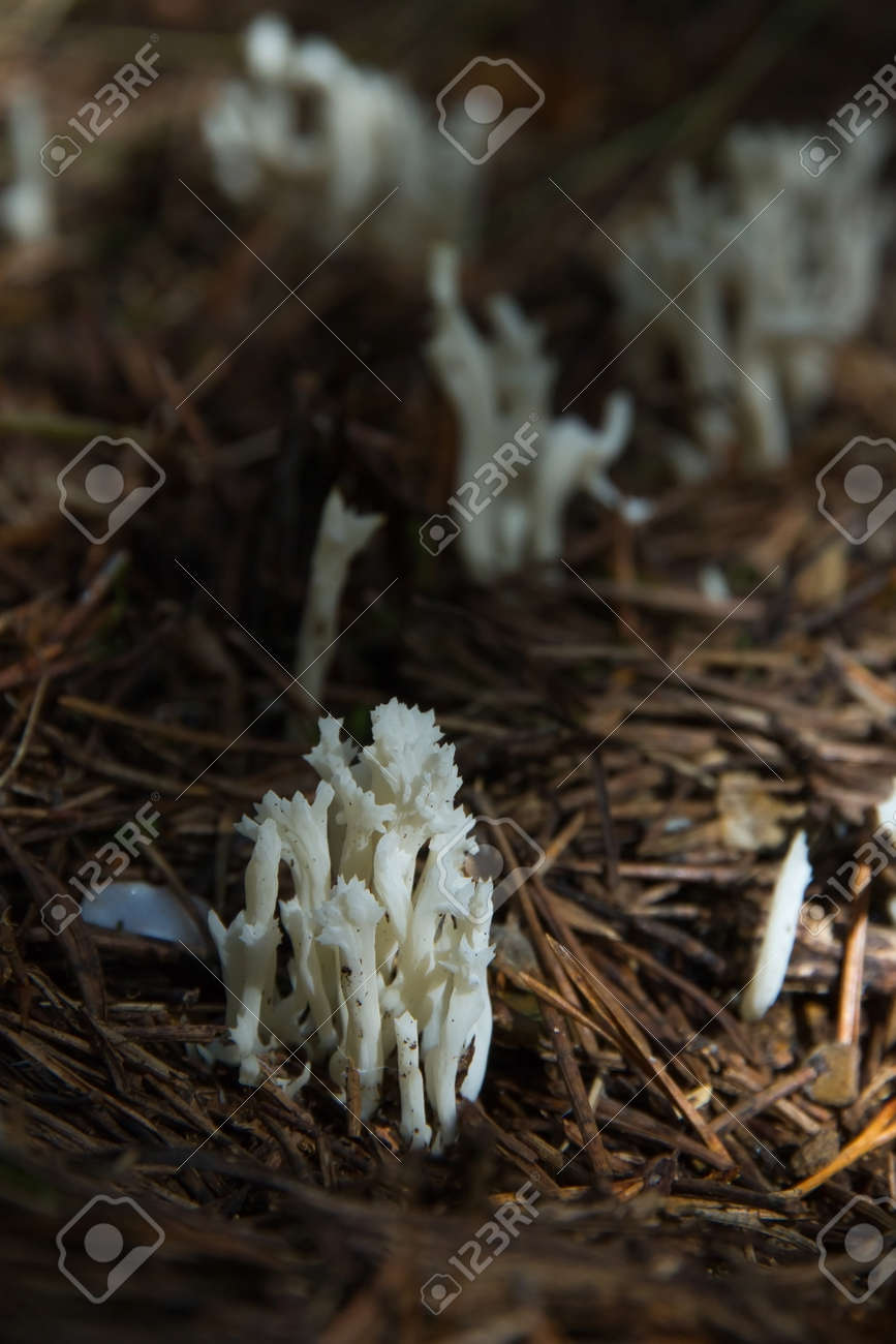 キノコや菌類白肉と尾根 秋 Cristata Clavulina で針葉樹の松の木の森の階に日光の連勝を受信 の写真素材 画像素材 Image キノコや菌類白肉と尾根 秋 Cristata Clavulina で針葉樹の松の木の森の階に日光の連勝を受信 の写真素材 画像素材 Image