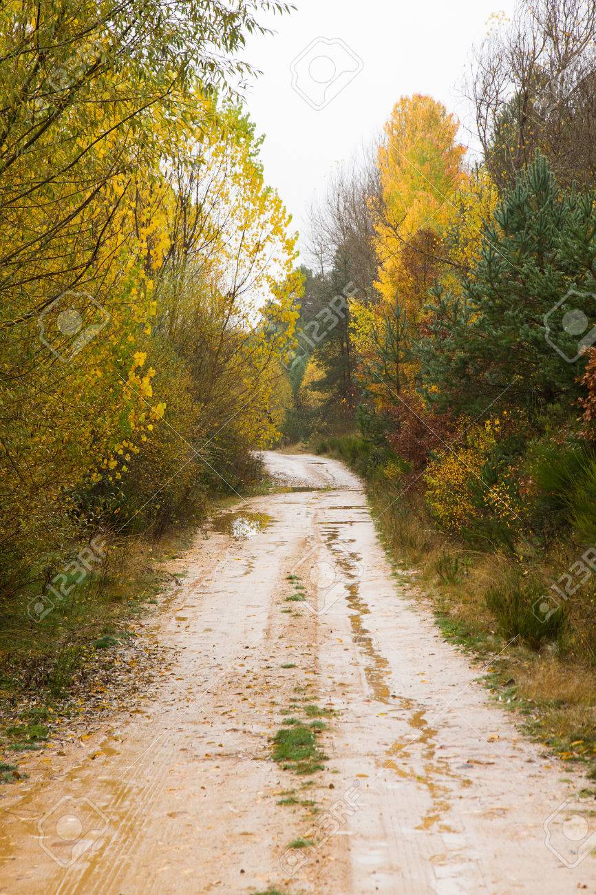 未舗装の道路 雨 秋の間から濡れたグローブを様々 な の写真素材 画像素材 Image