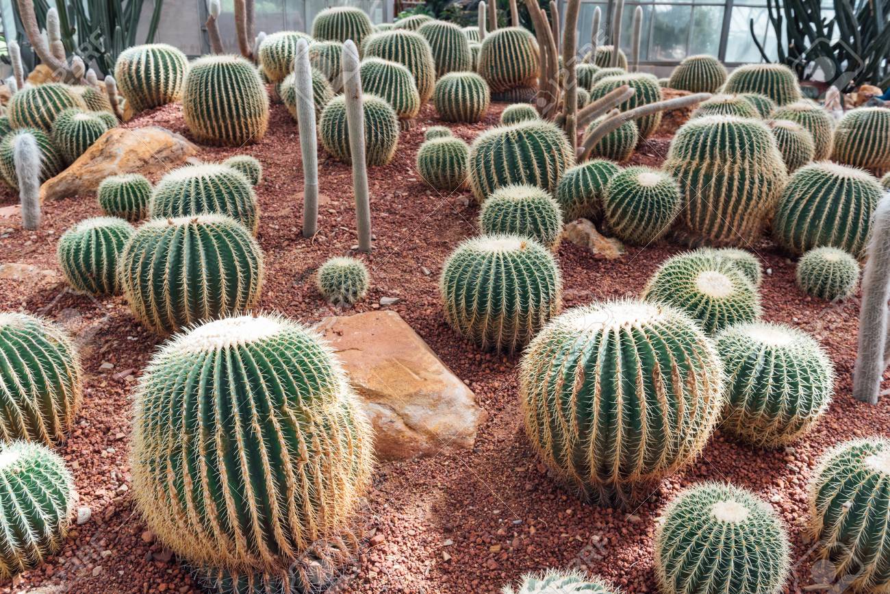☆送料無料☆Cacti The Illustrated Dictionary サボテン図鑑