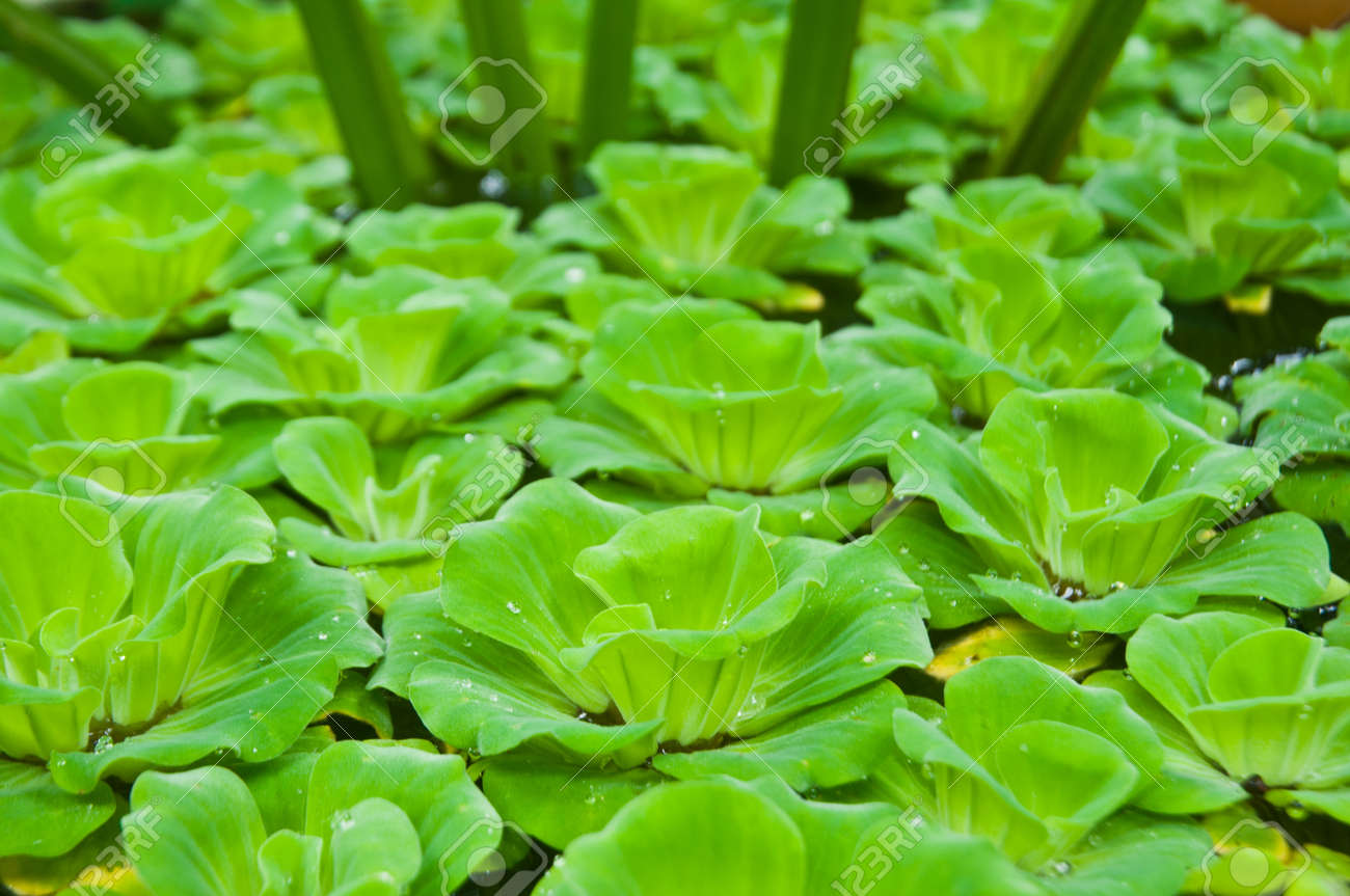 aquatic weeds covered the water stock photo picture and royalty aquatic weeds