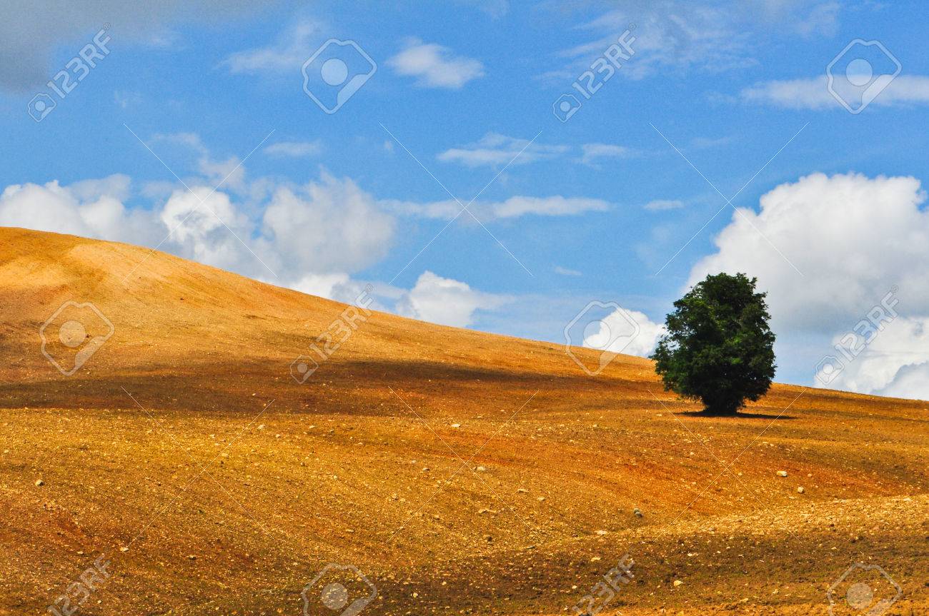 Lonely Tree On Desert Sand Dune Wallpaper, Thailand Stock Photo, Picture And Royalty Free Image. Image 23566945. Lonely Tree On Desert Sand Dune Wallpaper, Thailand Stock Photo, Picture And Royalty Free Image. Image 23566945.