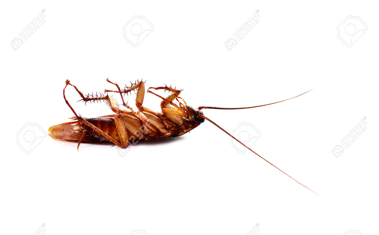 白い背景で隔離のゴキブリ の写真素材 画像素材 Image