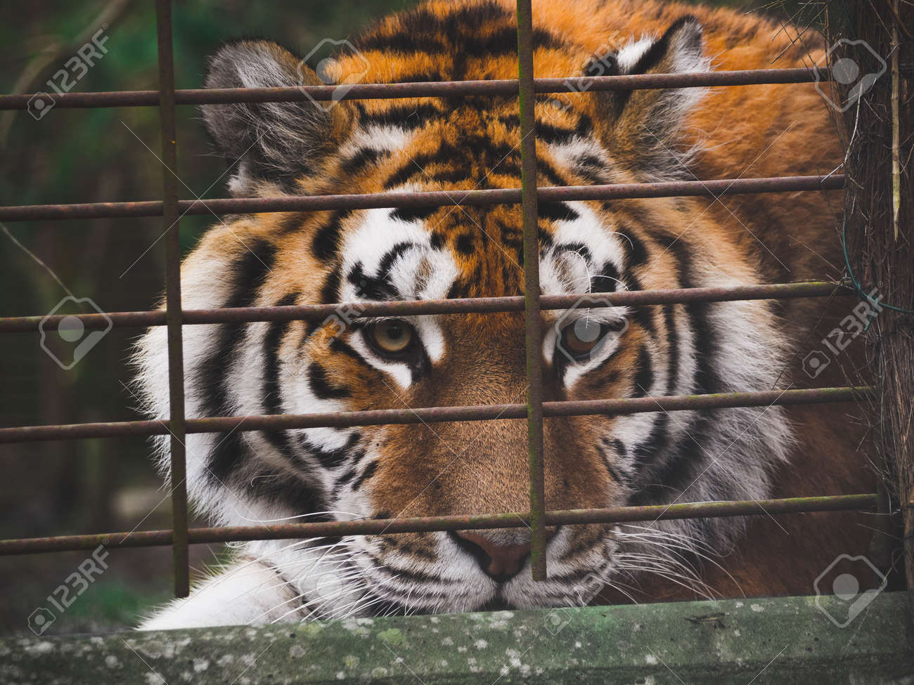 etiam-dictum-ipsum-a-felis