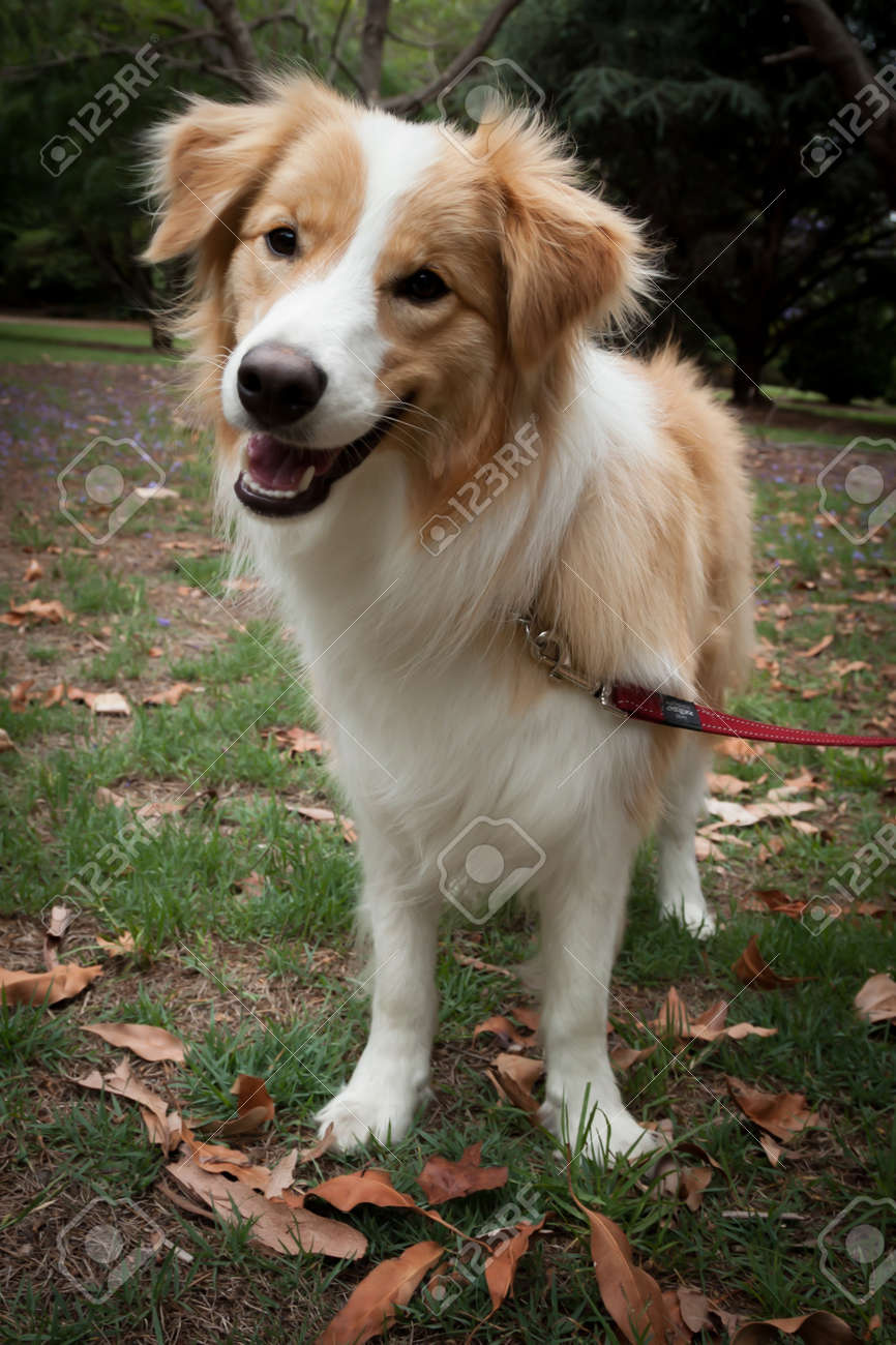 australian border collie australian border collie