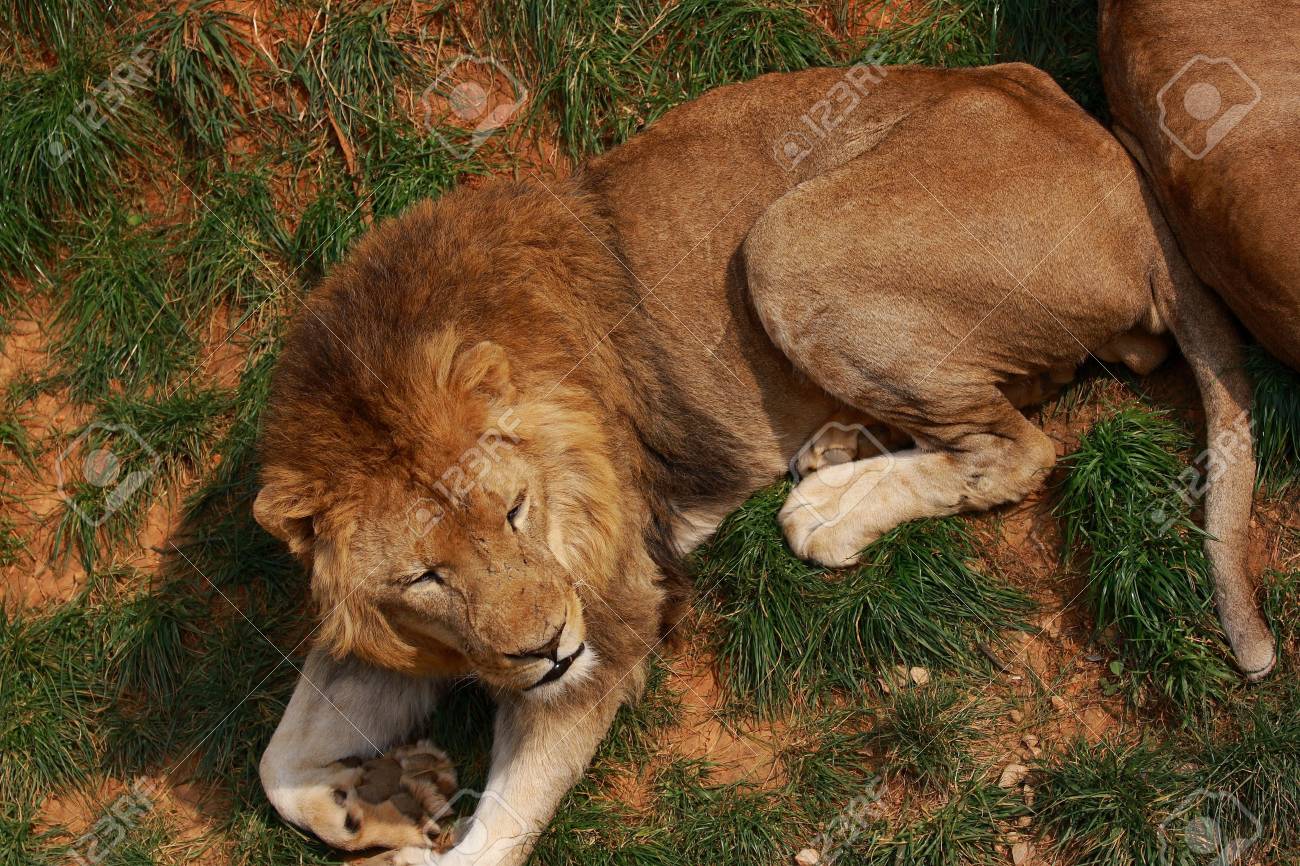 etiam-dictum-ipsum-a-felis