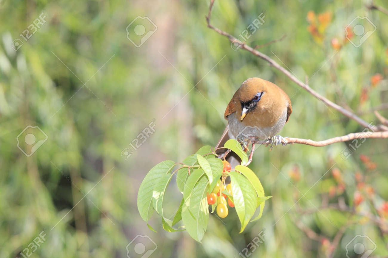 etiam-dictum-ipsum-a-felis