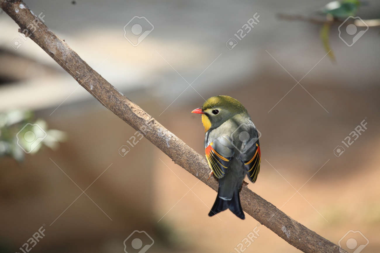 etiam-dictum-ipsum-a-felis