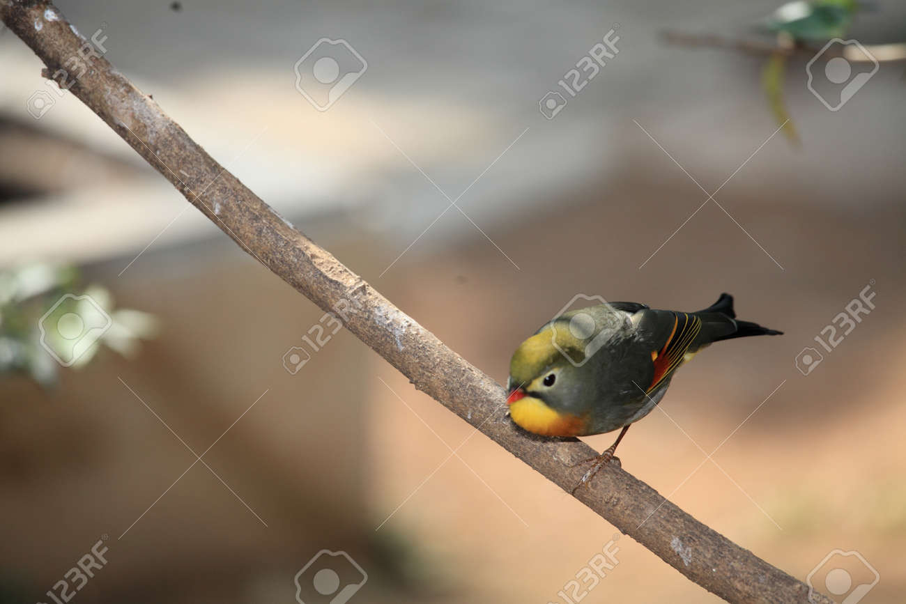 etiam-dictum-ipsum-a-felis