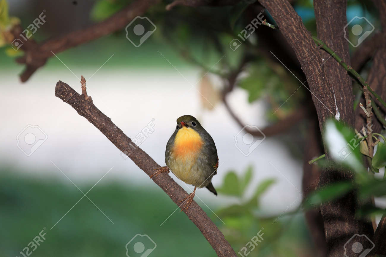 etiam-dictum-ipsum-a-felis