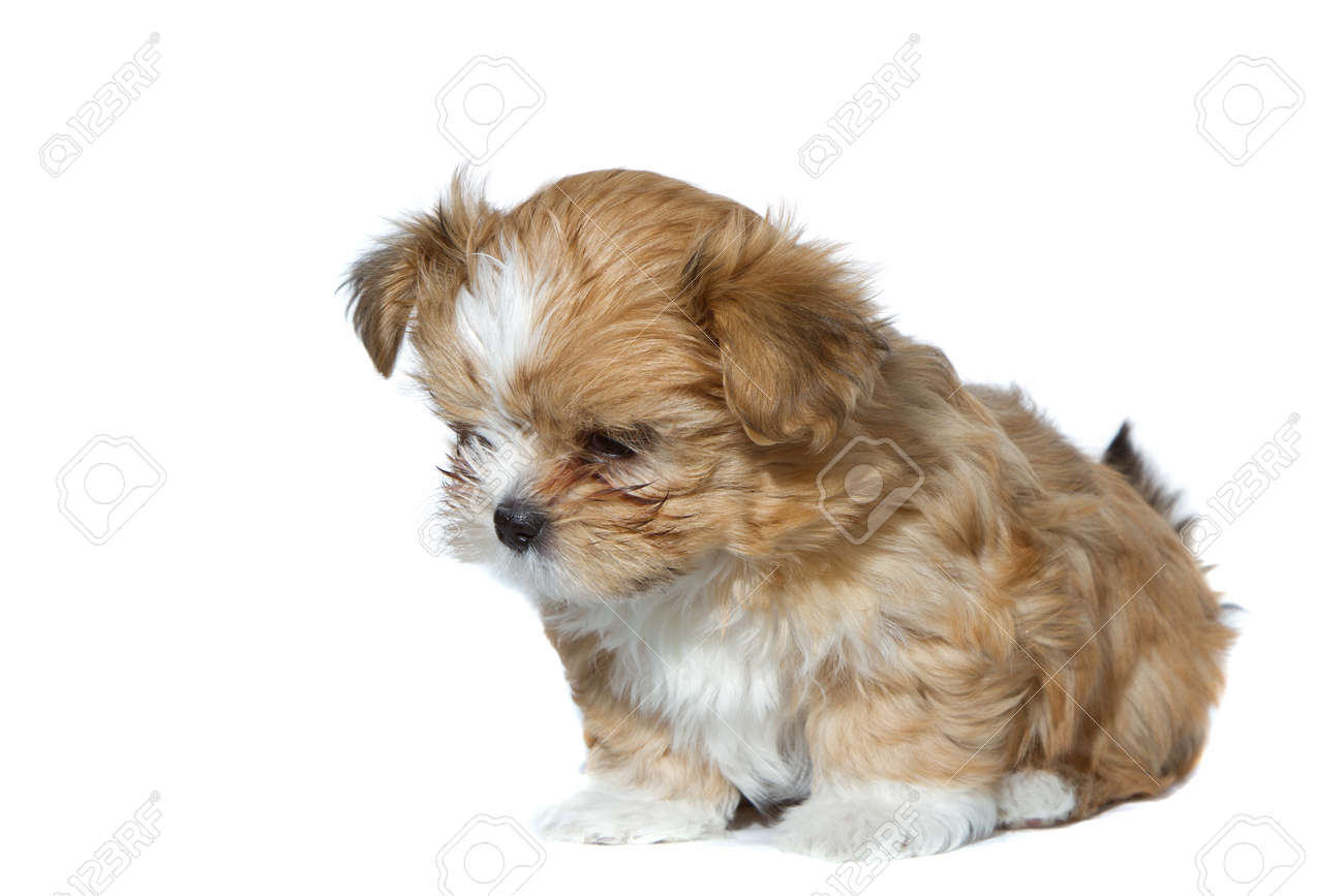 A Cute Fluffy Small Brown And White Puppy Looking Down Isolated On A White  Background, Stock Photo, Picture And Royalty Free Image. Image 12157521.