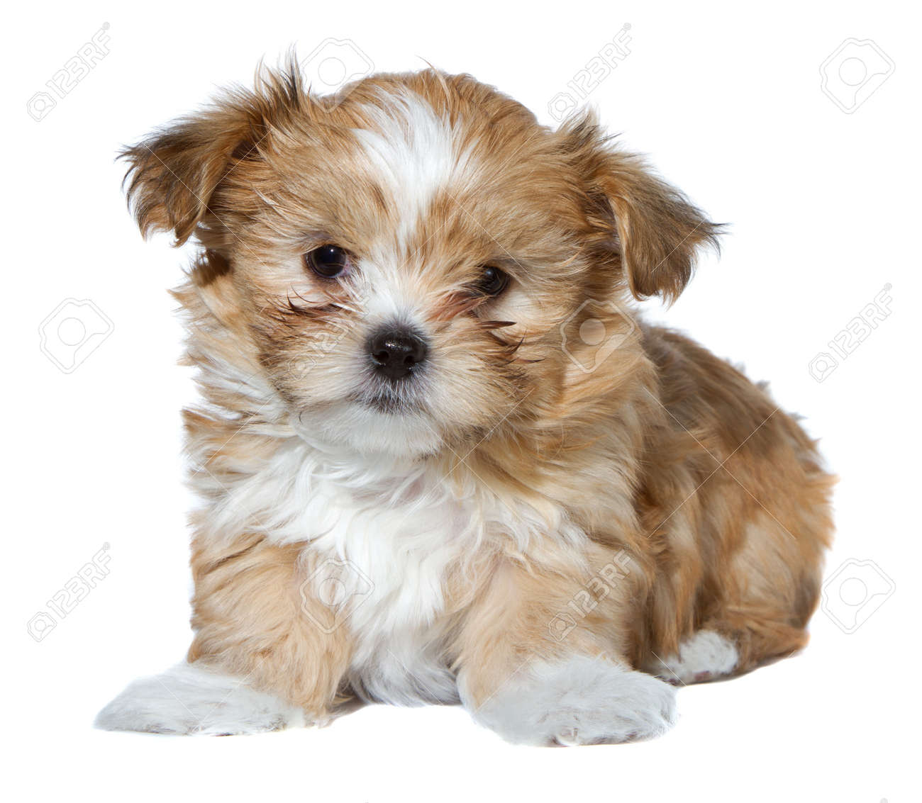 a cute brown and