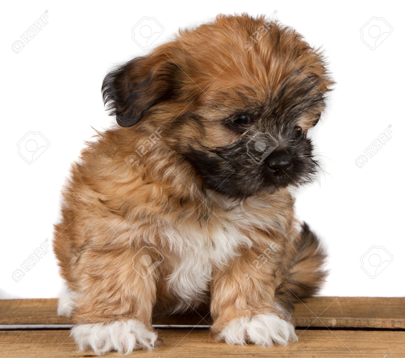a cute brown fluffy