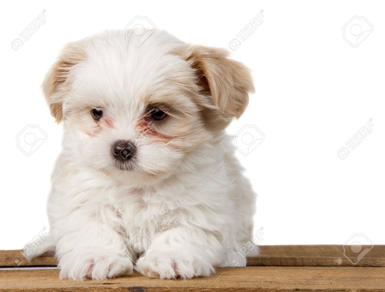 A Small White Shih Tzu Puppy Sitting On A Plank With A Sad Look