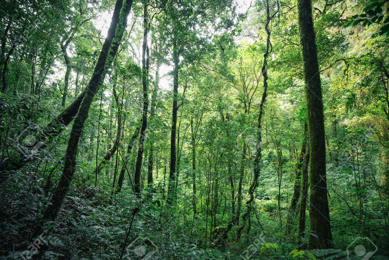 green trees inside tropical evergreen forest in of thailand stock