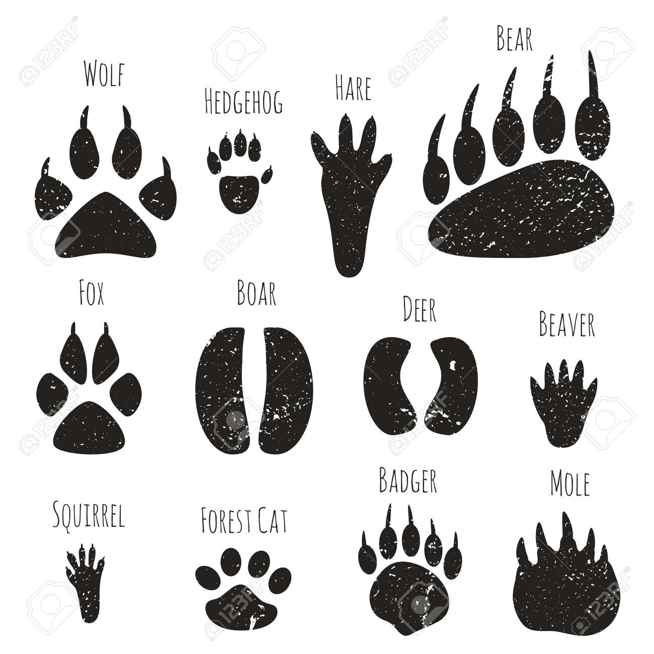 Vector Set Of Forest Animals Footprints. Royalty Free SVG, Cliparts,  Vectors, and Stock Illustration. Image 56506304., image size:1300x1300