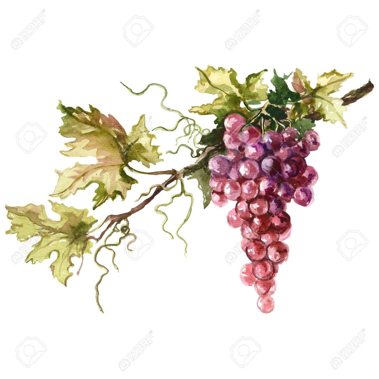 Watercolor illustration of grape branch. Raster design element. - 67056481 Watercolor illustration of grape branch. Raster design element. - 67056481