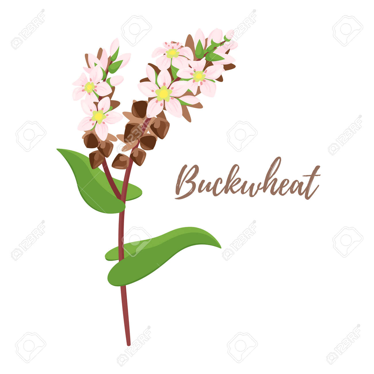 シリアルのベクター漫画スタイルのイラスト そば 白い背景に分離された穀物植物 のイラスト素材 ベクタ Image