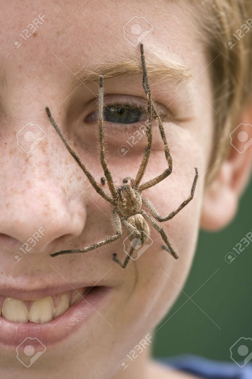 Young Boy With Large Hairy Rain Spider Crawling Across His Face Stock Photo Picture And Royalty Free Image Image