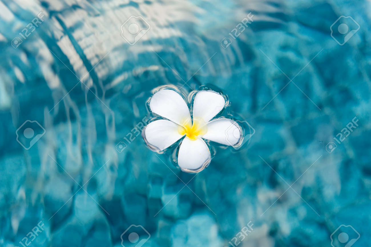 クリア波打つ水に浮かぶ 1 つの平和なプルメリアの花 の写真素材 画像素材 Image