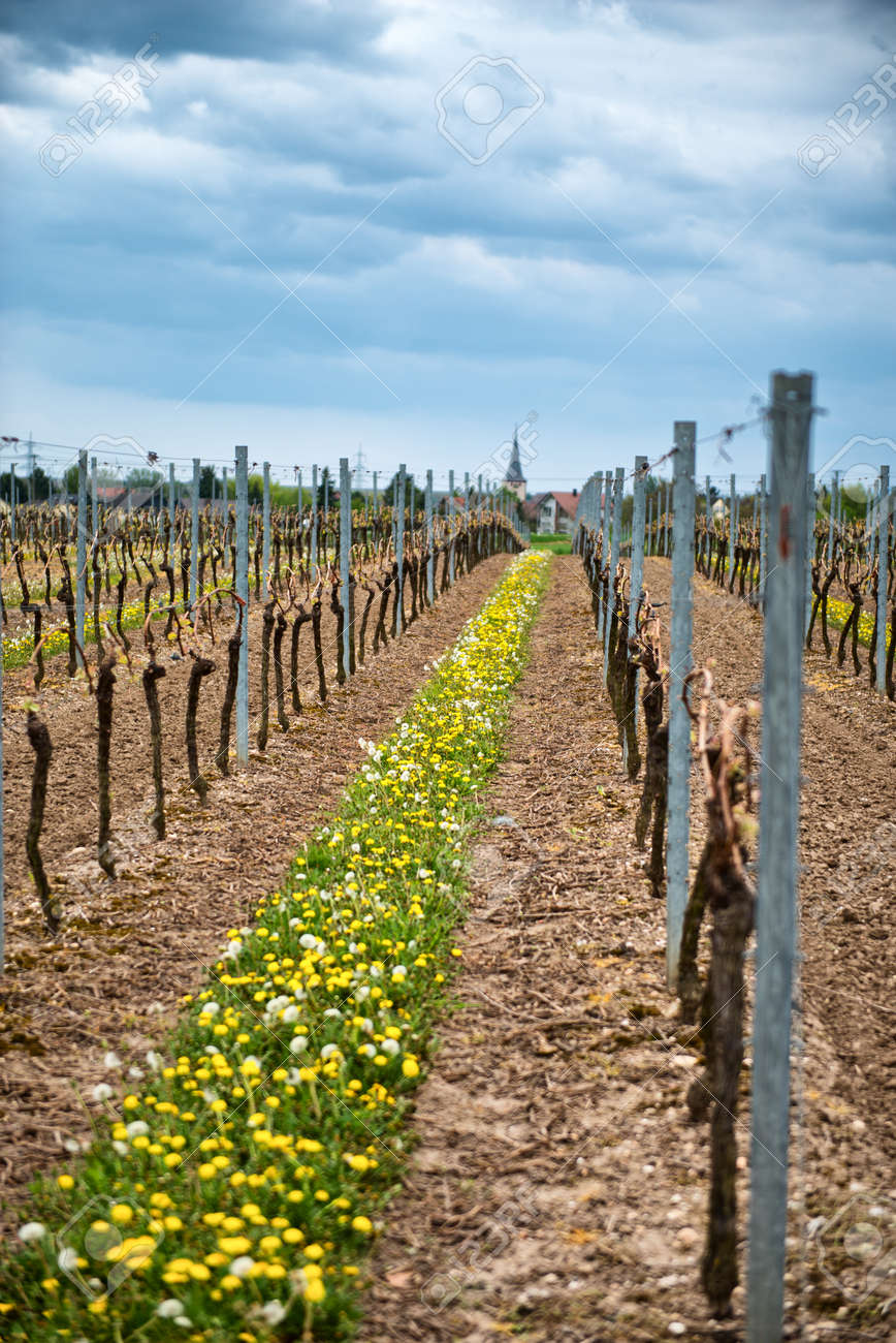 start a vineyard
