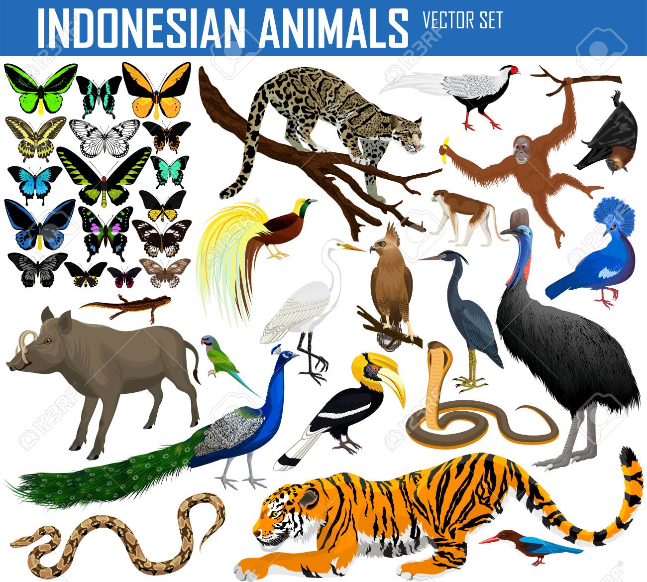 Animals Of Indonesia And Indochina Vector Set Royalty Free Cliparts Vectors And Stock Illustration Image 90247050