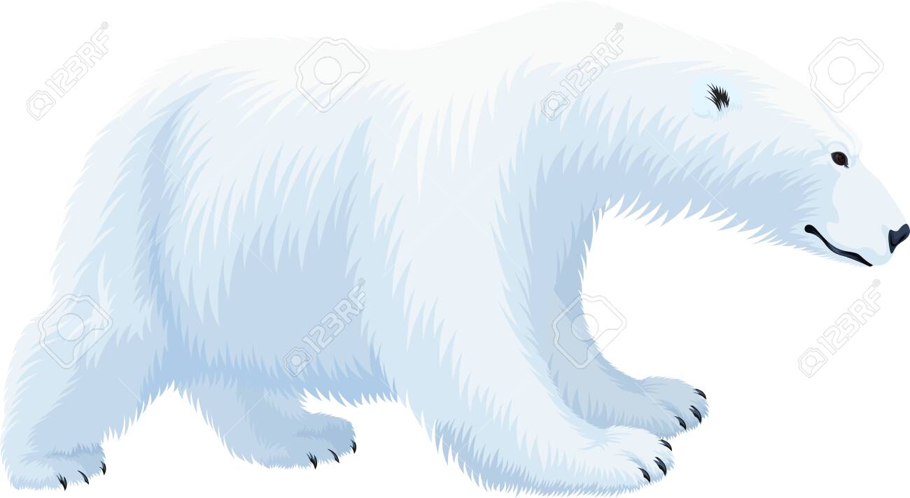 Polar Bear Roaring Animal Nature Snow Winter Arctic Circle Wild Predator Poster