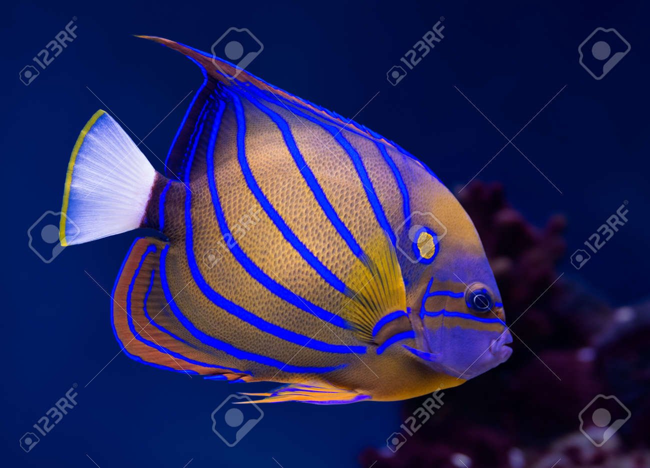 sea life exotic tropical
