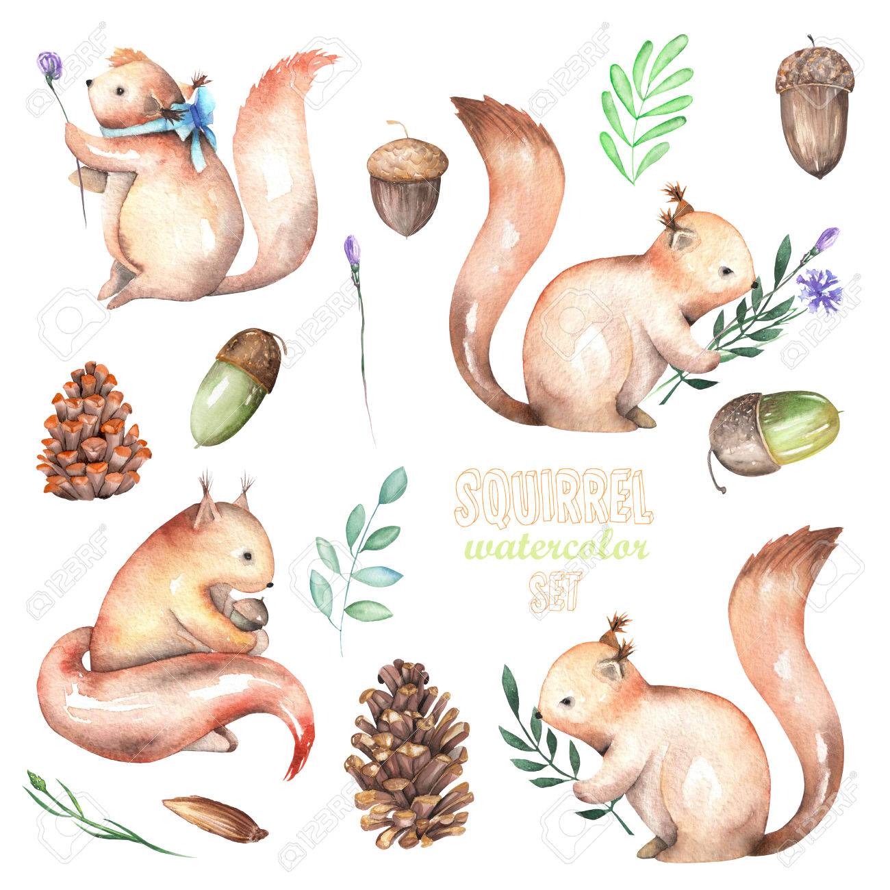 白い背景に分離されたコレクション 森要素イラスト 手描きと水彩のかわいいリスのセット の写真素材 画像素材 Image
