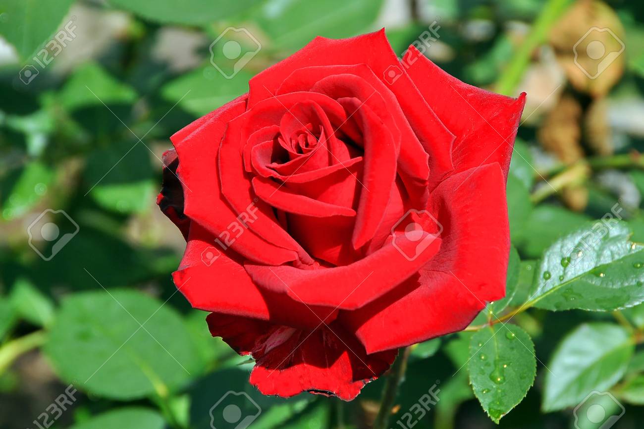 ヴェル ベット ローズ