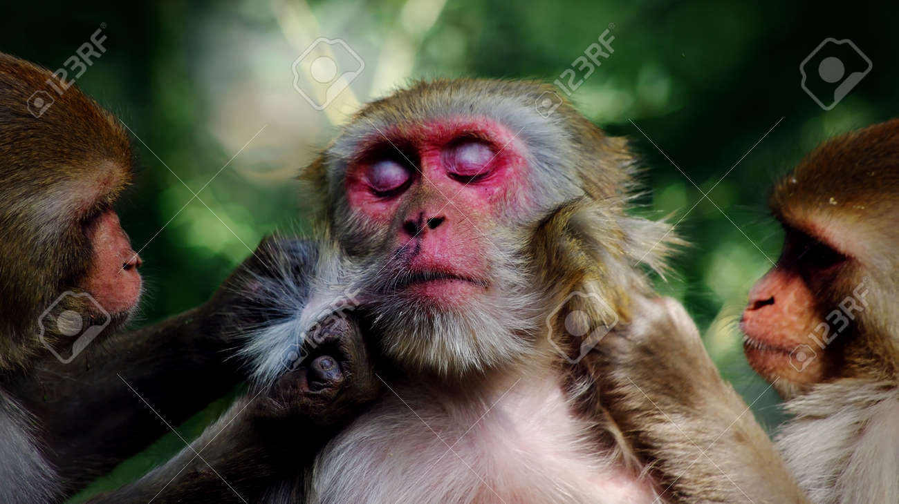 etiam-dictum-ipsum-a-felis