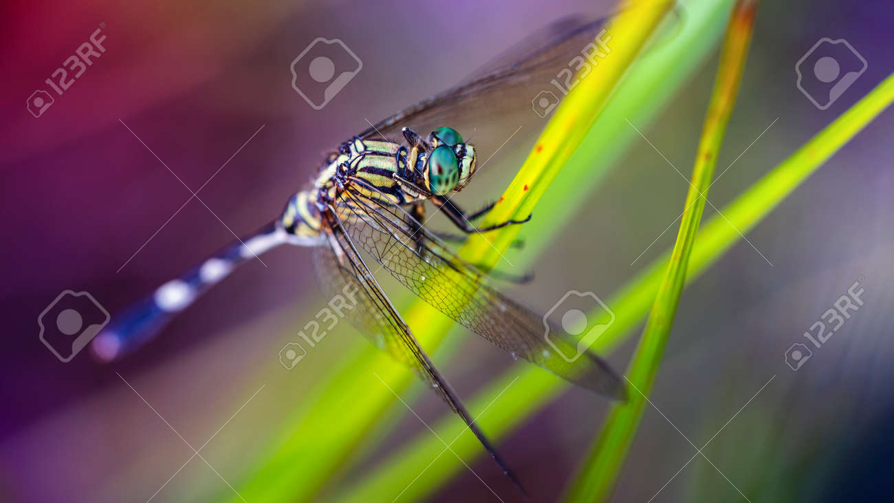 etiam-dictum-ipsum-a-felis