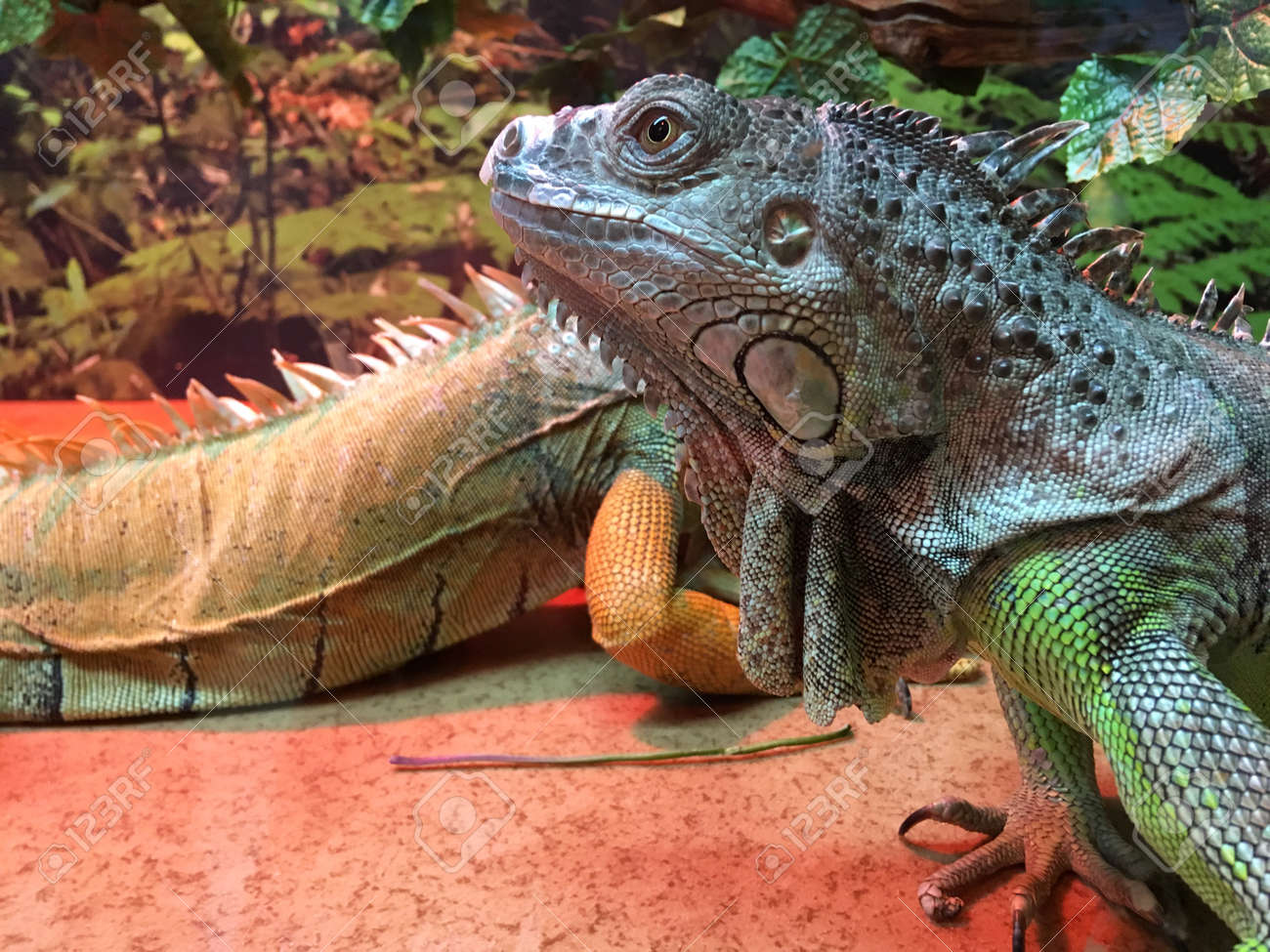 中国水ドラゴン ウォータードラゴン属 Cocincinus キノボリトカゲのトカゲが中国と本土東南アジア原産 として知られている アジアの水龍 タイ水龍と緑色の水龍です の写真素材 画像素材 Image