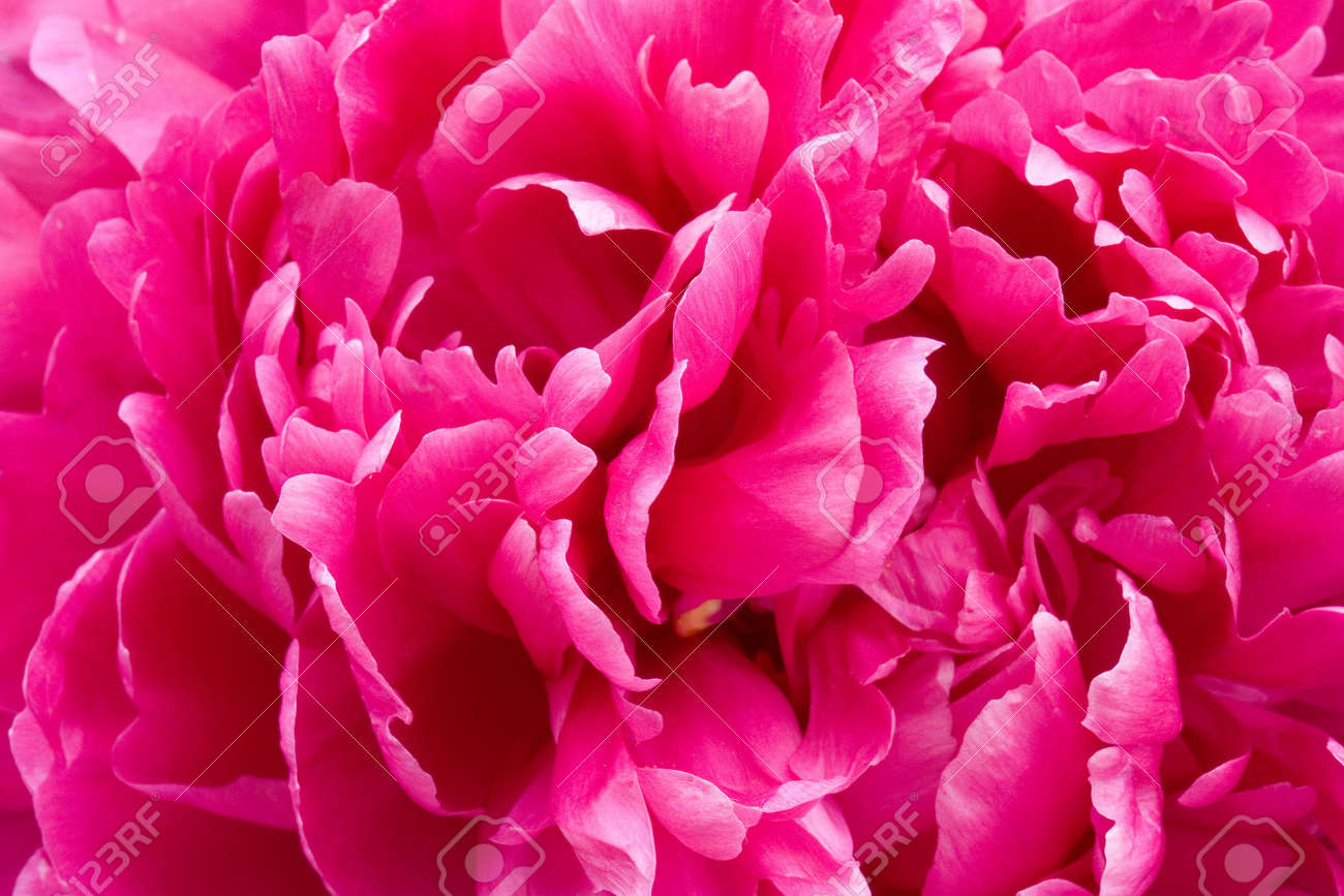 bright pink peonies close up of petals stock photo, picture and bright pink peonies close up of petals stock photo, picture and