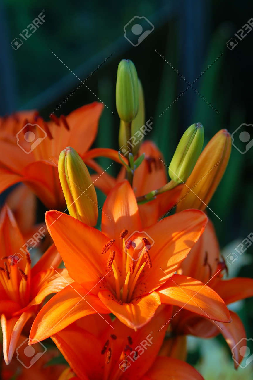 タイガー リリー花の写真素材・画像素材 Image 13720062