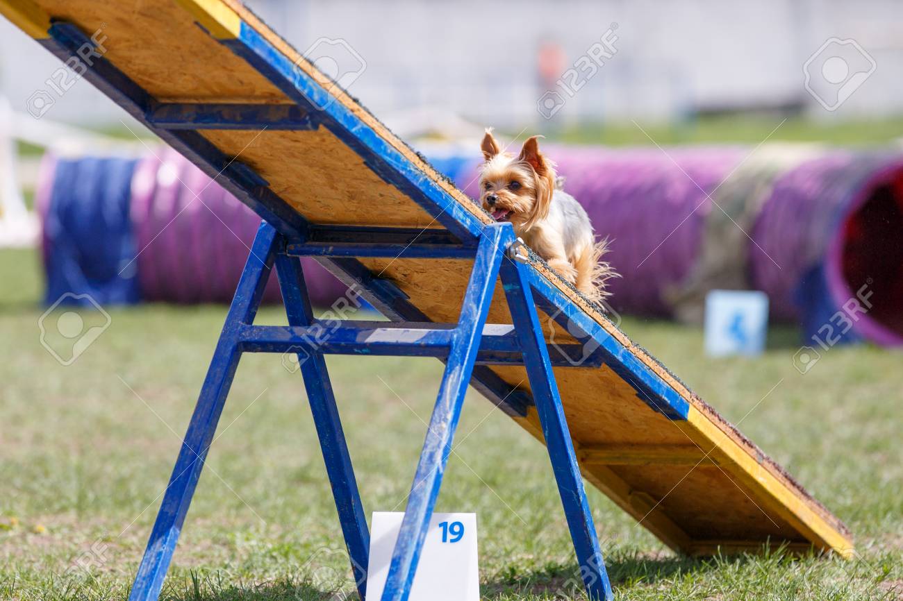 dog agility seesaw