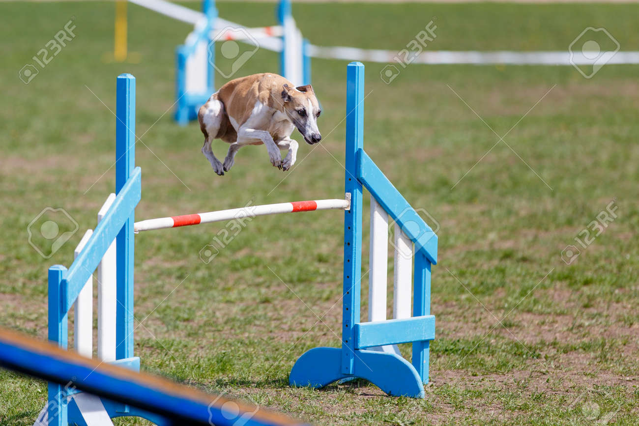 whippet agility