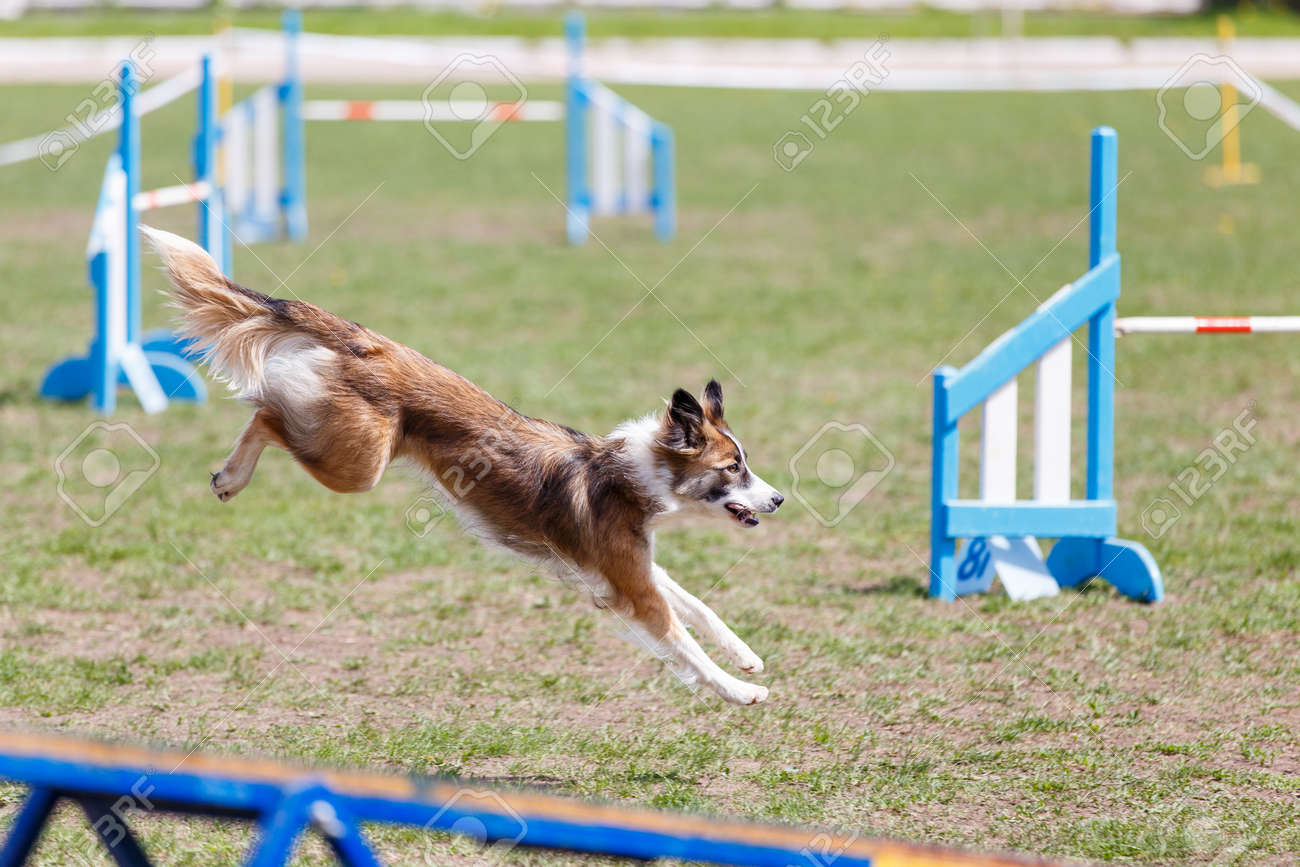 agility dog sport