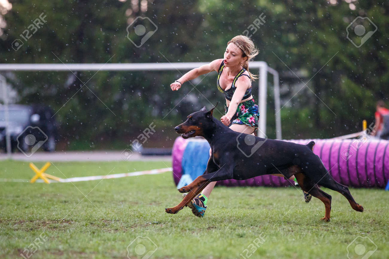 doberman agility