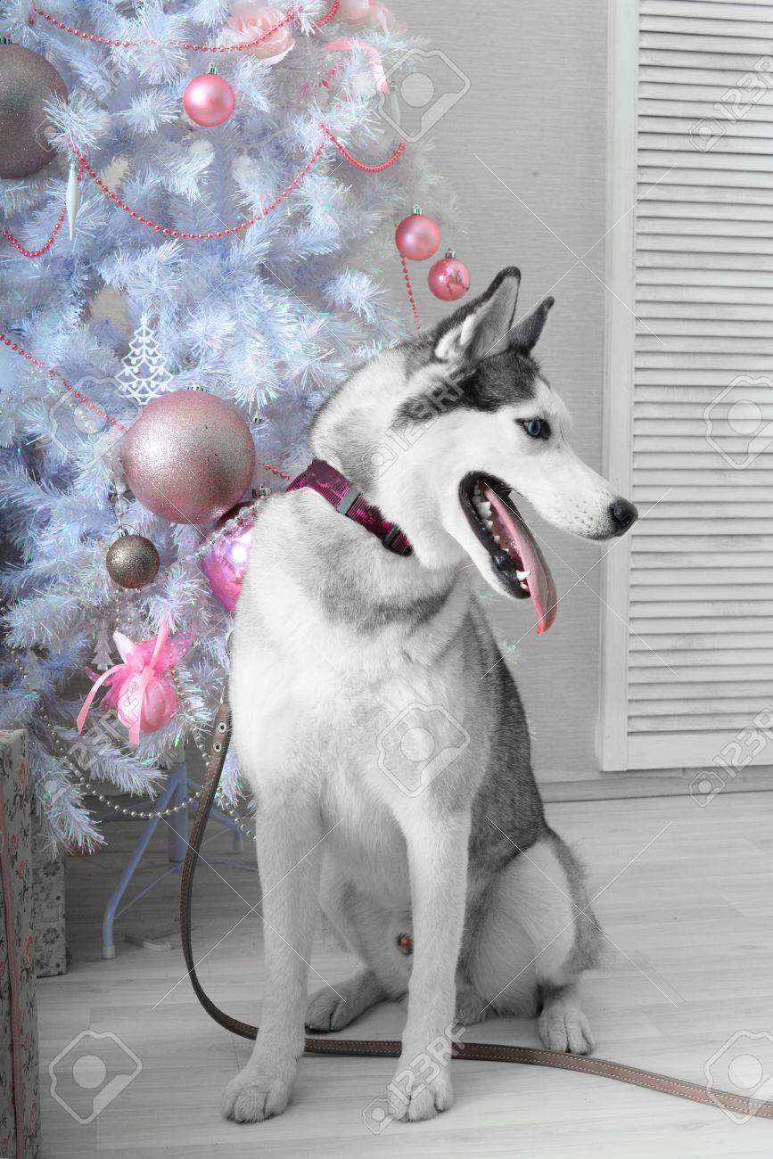 Weihnachts Husky sitzend