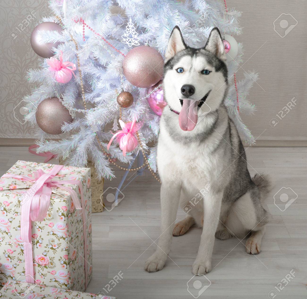 Weihnachts Husky sitzend