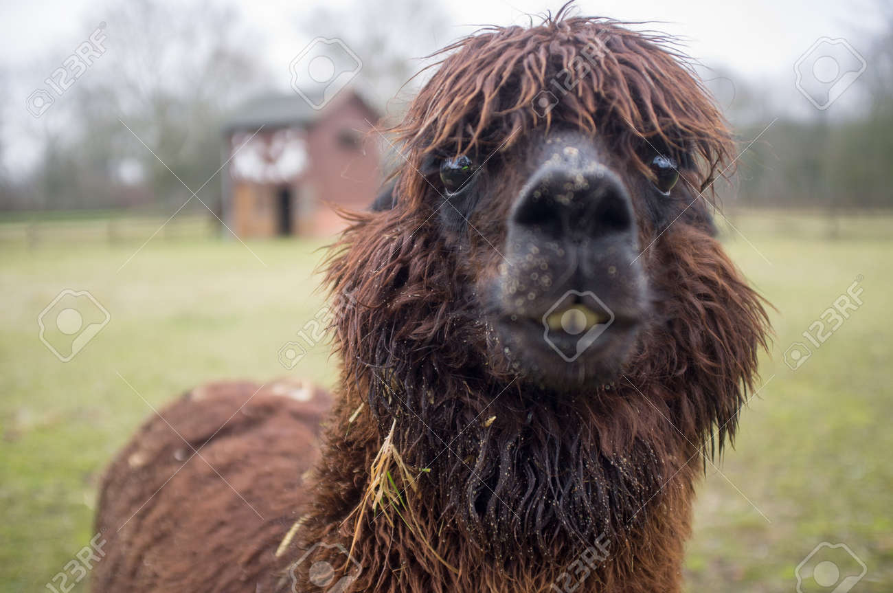 brown lama looks curiously
