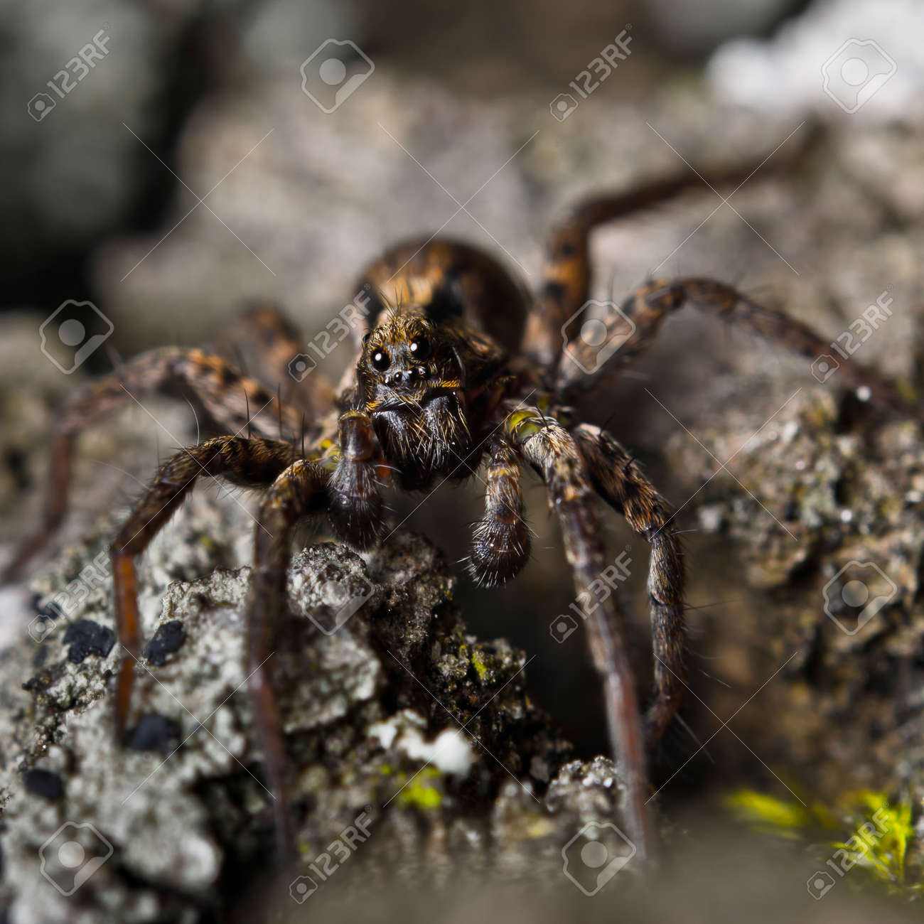 etiam-dictum-ipsum-a-felis