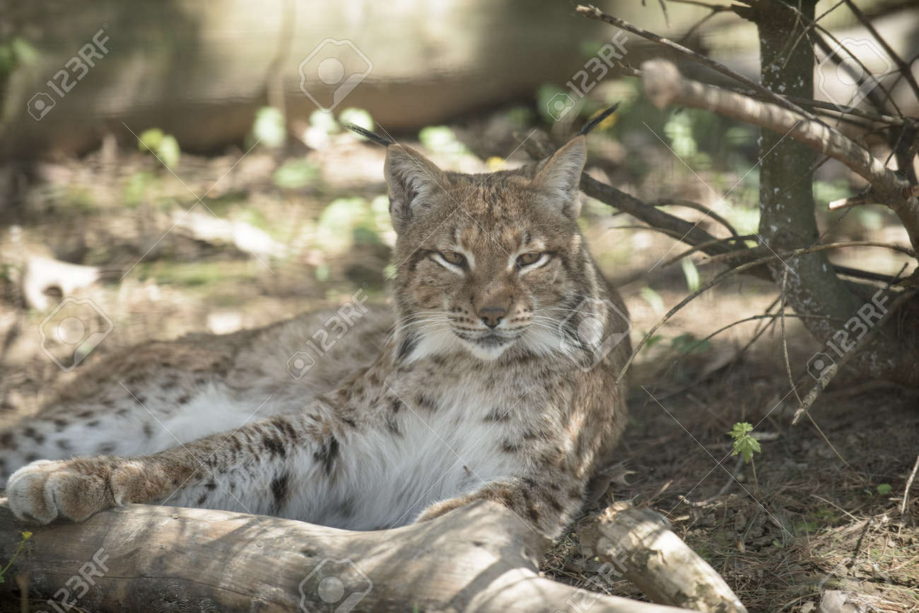 Sauvage Gros Chat Se Reposant A L Ombre Sous Un Arbre Banque D Images Et Photos Libres De Droits Image