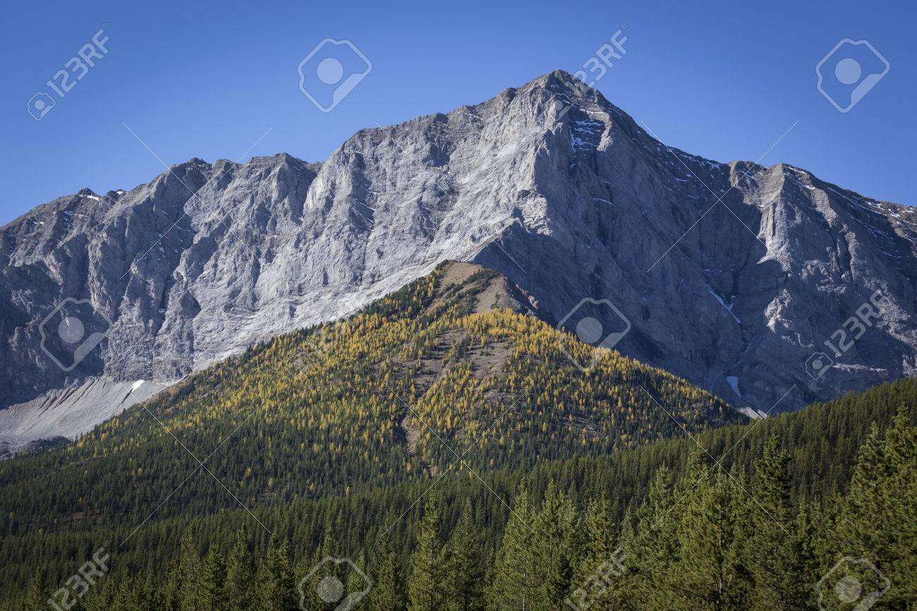 Autumn Color Of The Alpine Larch Trees In The Forests Below Storelk Mountain In Kananaskis Country Autumn Color Of The Alpine Larch Trees In The Forests Below Storelk Mountain In Kananaskis Country