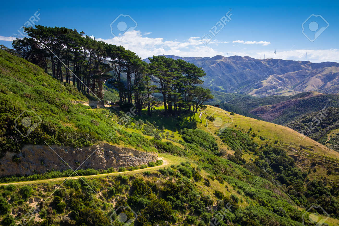 ニュージーランド の 首都 ウェリントン が ある 島 は