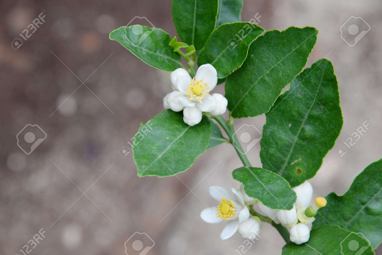 庭の背景にレモンの花の花 の写真素材 画像素材 Image 庭の背景にレモンの花の花 の写真素材 画像素材 Image