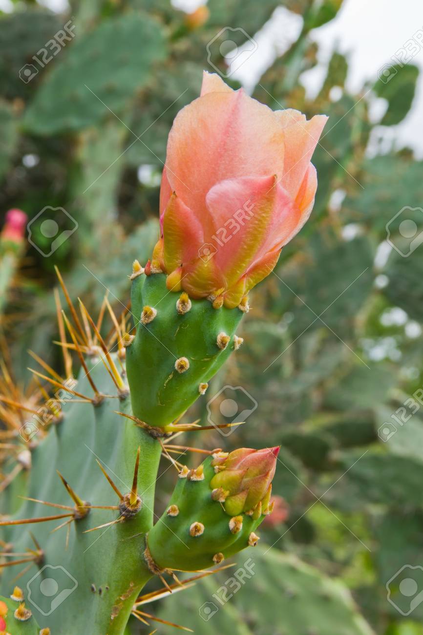 咲く花とウチワ サボテンの植物のとげのある葉 の写真素材 画像素材 Image